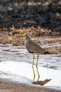 Uganda_Mburo_Safari-0018