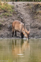 Uganda_Mburo_Safari-0019