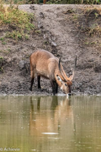 Uganda_Mburo_Safari-0019