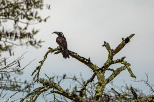 Lake Mburo National Park, Uganda - Travelling Accountant