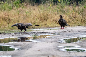 Lake Mburo National Park, Uganda - Travelling Accountant