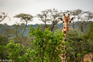 Lake Mburo National Park, Uganda - Travelling Accountant