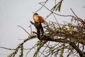 Uganda_Mburo_Safari-0023