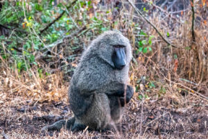 Lake Mburo National Park, Uganda - Travelling Accountant