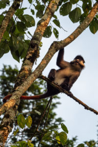 Bwindi National Park, Uganda - Travelling Accountant