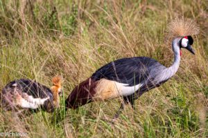 Uganda_Bwindi to QENP-0007