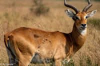 Uganda_Bwindi to QENP-0008