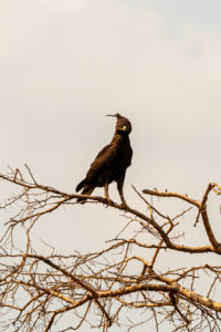 Queen Elisabeth National Park, Uganda - Travelling Accountant