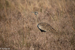 Queen Elisabeth National Park, Uganda - Travelling Accountant