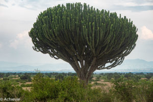 Uganda_Bwindi to QENP-0012