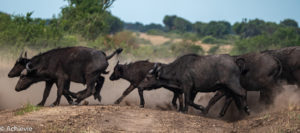 Queen Elisabeth National Park, Uganda - Travelling Accountant