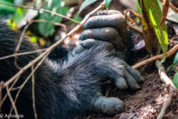 Uganda_KibaleNP-0001