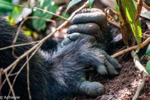 Uganda_KibaleNP-0001