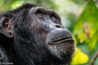 Uganda_KibaleNP-0002