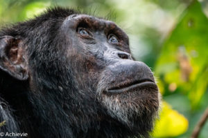 Uganda_KibaleNP-0002