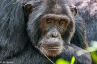 Uganda_KibaleNP-0003