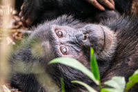 Uganda_KibaleNP-0004