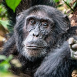 Uganda_KibaleNP-0005