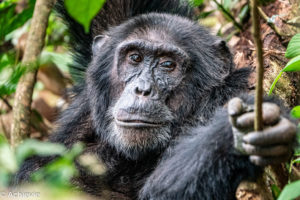 Uganda_KibaleNP-0005