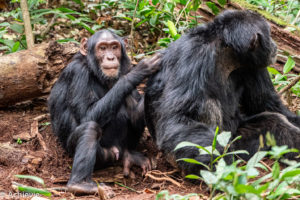 Uganda_KibaleNP-0007