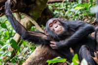 Uganda_KibaleNP-0008