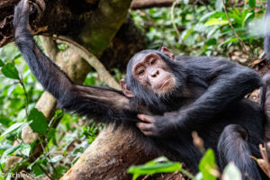 Uganda_KibaleNP-0008