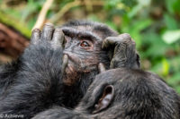 Uganda_KibaleNP-0009