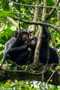 Uganda_KibaleNP-0010