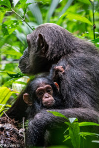 Uganda_KibaleNP-0012