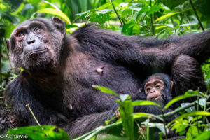 Uganda_KibaleNP-0013