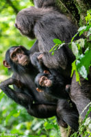 Uganda_KibaleNP-0015