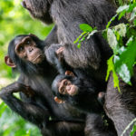 Uganda_KibaleNP-0015