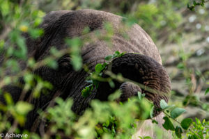 Queen Elisabeth National Park, Uganda - Travelling Accountant