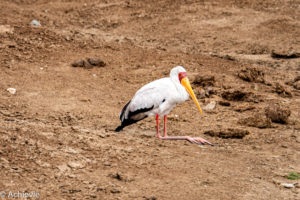 Queen Elisabeth National Park, Uganda - Travelling Accountant