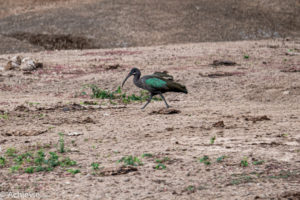 Queen Elisabeth National Park, Uganda - Travelling Accountant