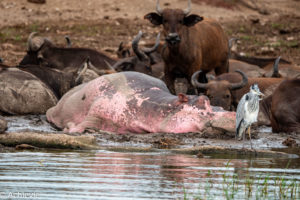 Queen Elisabeth National Park, Uganda - Travelling Accountant