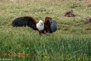 Queen Elisabeth National Park, Uganda - Travelling Accountant