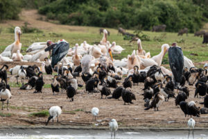 Queen Elisabeth National Park, Uganda - Travelling Accountant