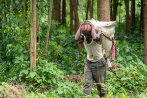 Uganda_Rwenzori-0005