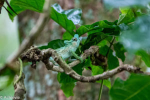 Uganda_Rwenzori-0010