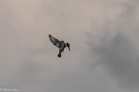 Uganda_Murchison_Boat-0001