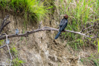 Uganda_Murchison_Boat-0003