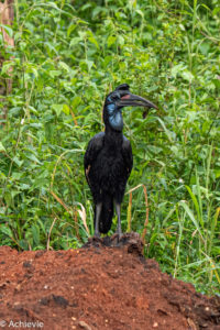 Murchison Falls National Park, Uganda - Travelling Accountant