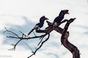 Murchison Falls National Park, Uganda - Travelling Accountant