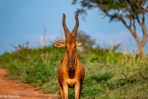 Murchison Falls National Park, Uganda - Travelling Accountant