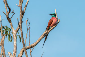 Uganda_Murchison_ParaaNorth-0002