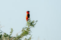 Uganda_Murchison_ParaaNorth-0003