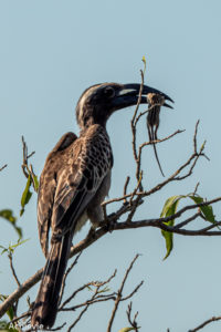 Uganda_Murchison_ParaaNorth-0004