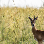 Uganda_Murchison_ParaaNorth-0005