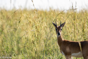 Uganda_Murchison_ParaaNorth-0005